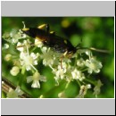 Ichneumon stramentor - Schlupfwespe w01c 14mm fdet02.jpg